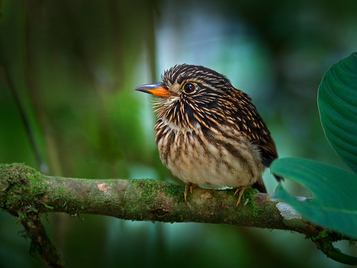 White-chested Puffbird, Malacoptila fusca, Bigotudo Pechiblanco