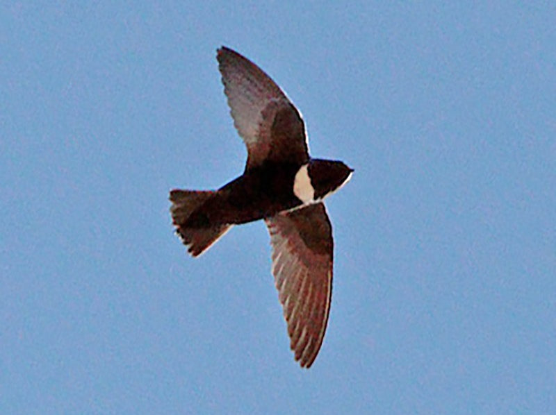 White-chested Swift, Cypseloides lemosi, Vencejo Pechiblanco