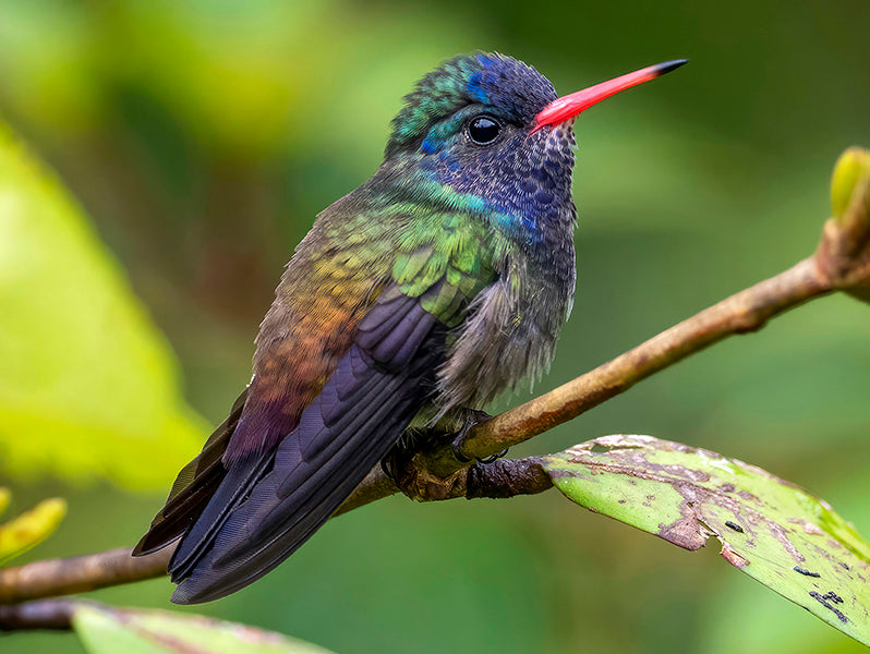 White-chinned Sapphire, Chlorestes cyanus, Zafiro Gorgiblanco