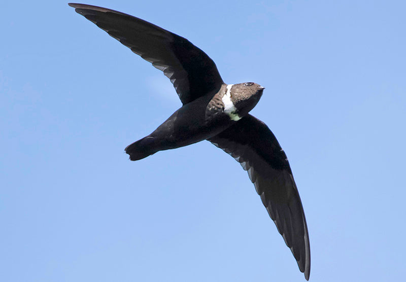 White-collared Swift, Streptoprocne solaris, Vencejo Collarejo