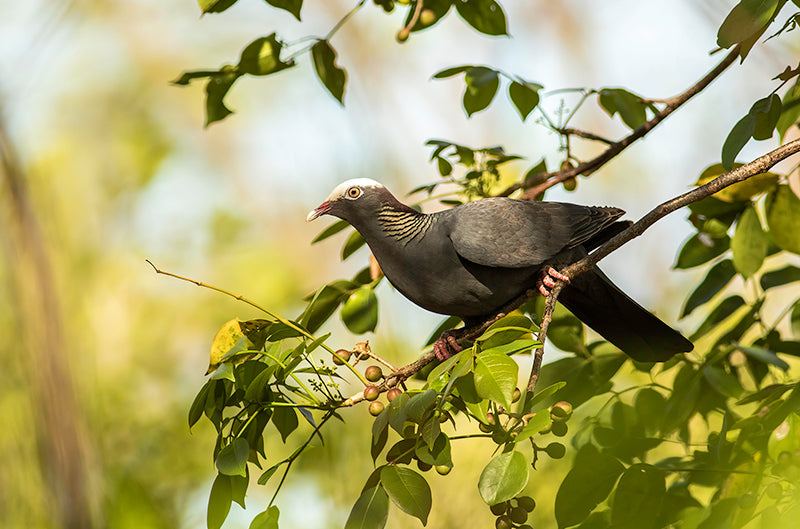White-crowned pigeon, Patagioenas leucocephala, Paloma Coroniblanca