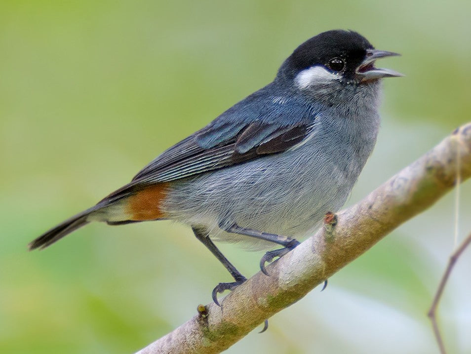 White- eared Conebill, Conirostrum leucogenys, Conirrostro Orejiblanco