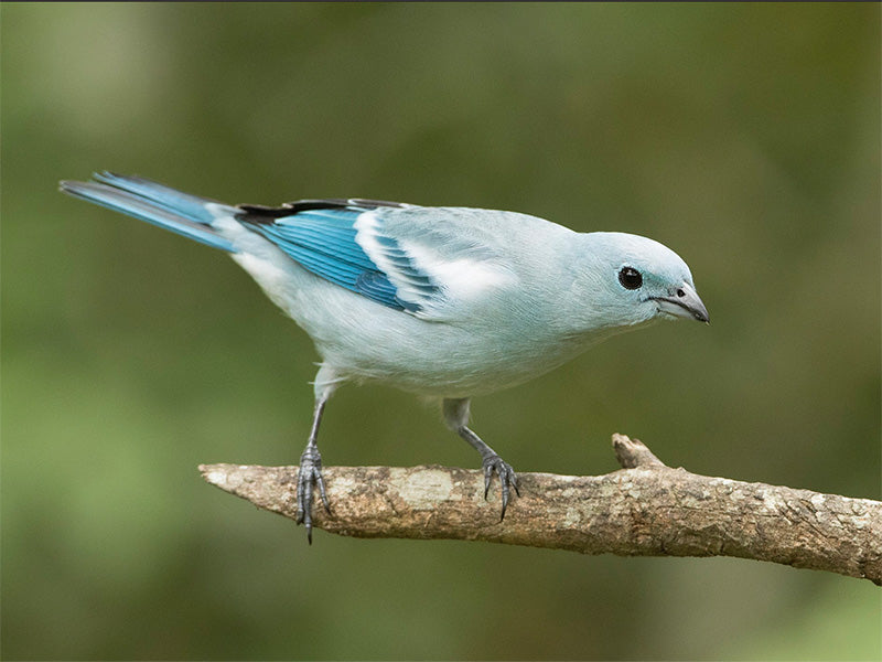 White-edge Tanager, Thraupis (episcopus) episcopus, Azulejo