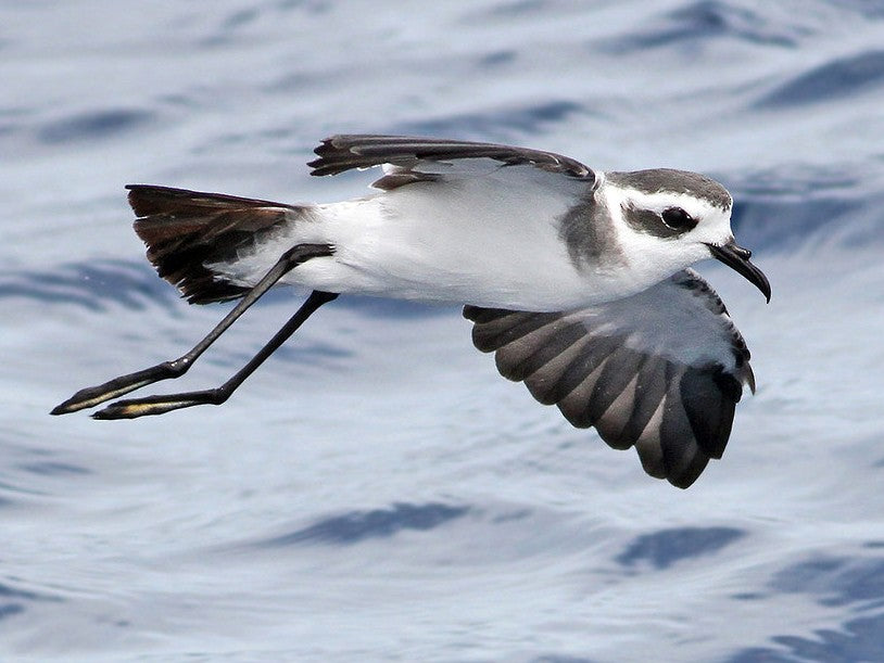 White-faced Storm-petrel, Pelagrodoma marina, Paiño Cariblanco