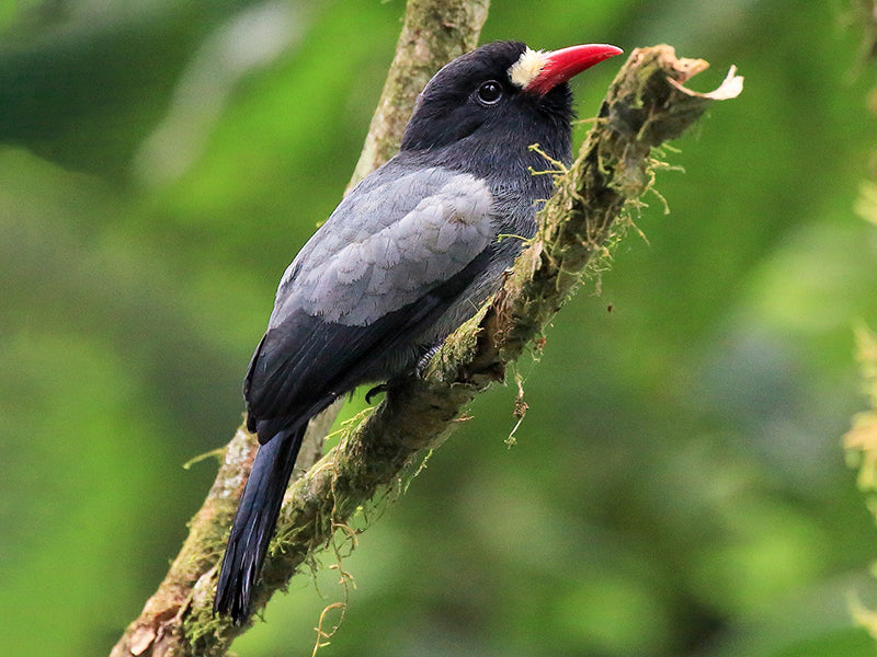 White-fronted Sunbird, Monasa morpheus, Monjita Cantora