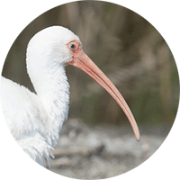 White Ibis, Ibis Blanco, Eudocimus albus