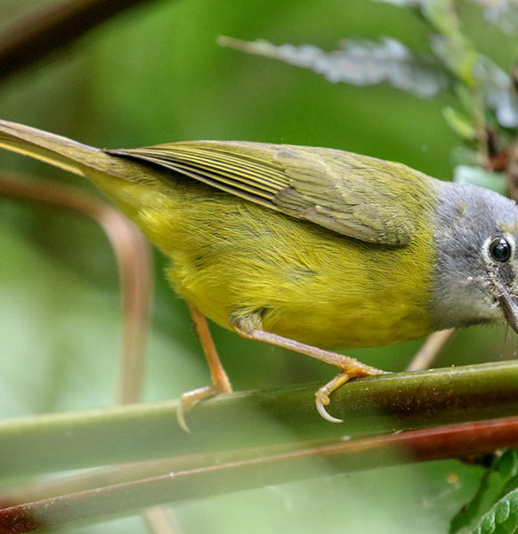White-lored warbler, Arañero Embridado, Myiothlypis conspicillata