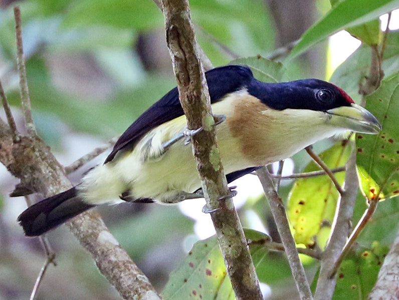 White-mantled Barbet, Torit Dorsiblanco, Capio hypoleucus