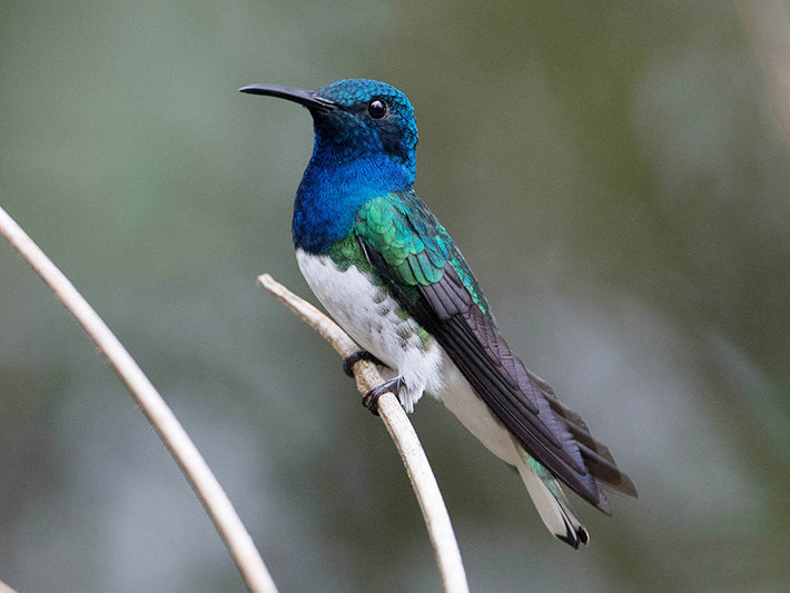 White-necked Jacobin, Florisuga mellivora, Colibrí Nuquiblanco