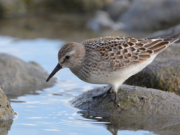 White-rumped Sandpiper, Calidris fuscicollis, Playero Culiblanco