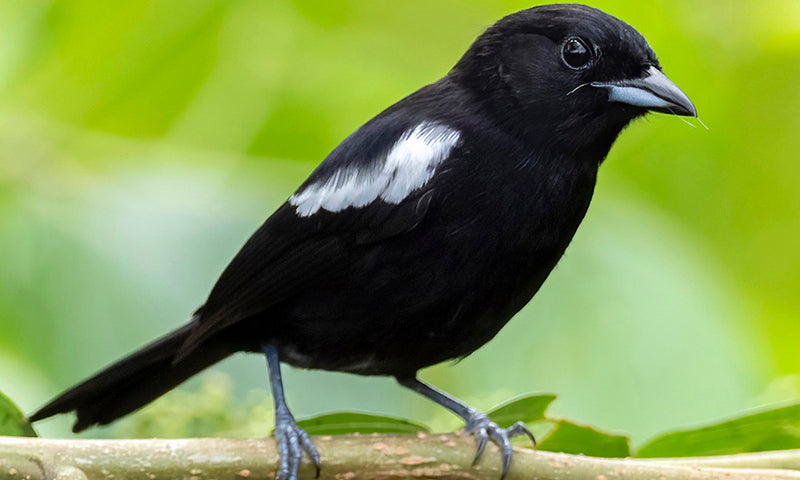 White-shouldered Tanager, Loriotus luctuosus, Parlotero Aliblanco