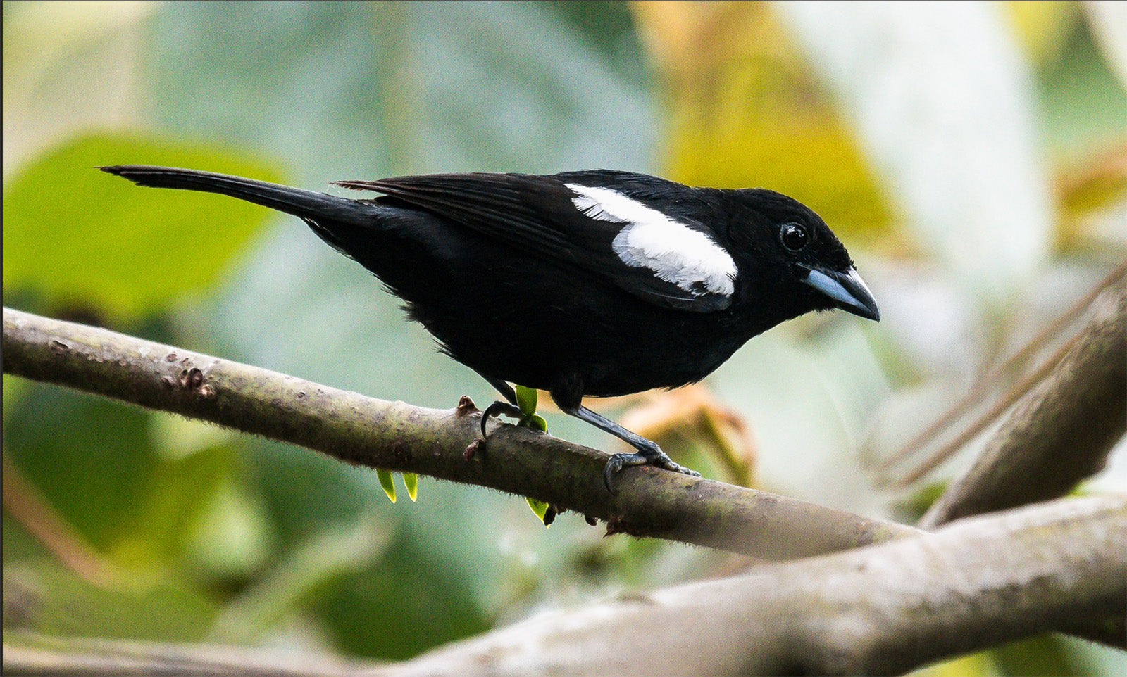 White-shouldered tanager, Loriotus (luctuosus) luctuosus, Parlotero Aliblanco