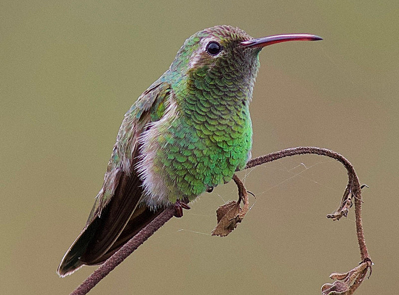 White-tailed Goldenthroat, Polytmus guainumbi, Colibrí Llan