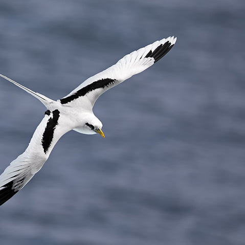 White-tailed Tropicbird, Rabijunco Piquigualdo