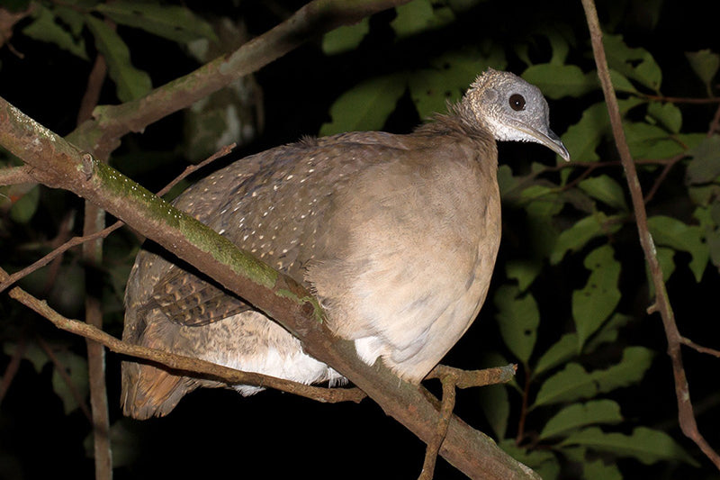 White-throated Tinamou, Tnamus guttatus Tinamú Gorgiblanco
