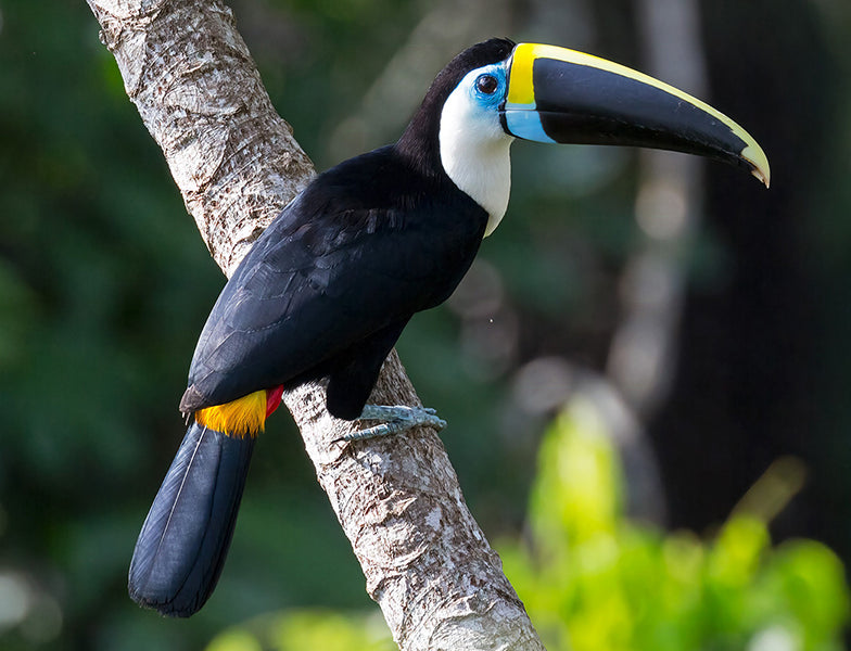 White-throated Toucan, Ramphastos tucanus, Tucán Silvador