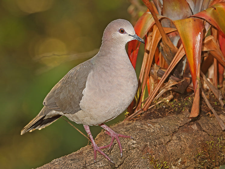 White-tipped Dove, Leptotila verreauxi, Spanish Name: Tórtola Colipinta