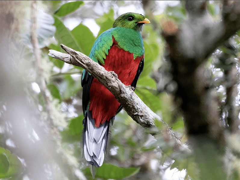 White-tipped Quetzal, Pharomachrus fulgidus, Quetzal Dorado