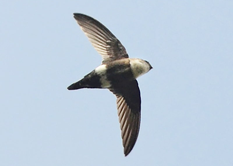 White-tipped Swift, Aeronautes montivagus, Vencejo Pierniblanco