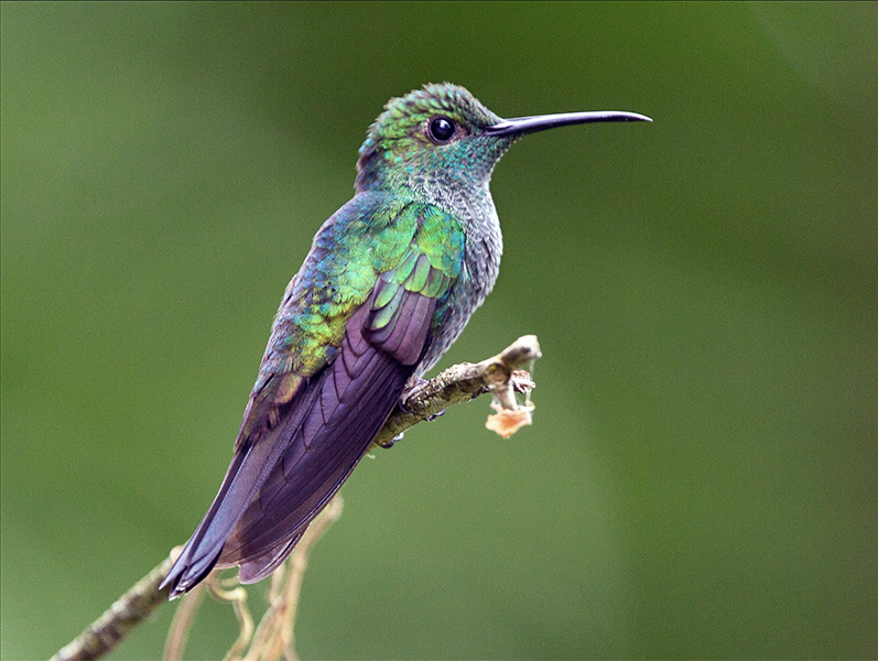 White-vented Plumeleteer, Chalybura buffonii, Colibrí de Buffon