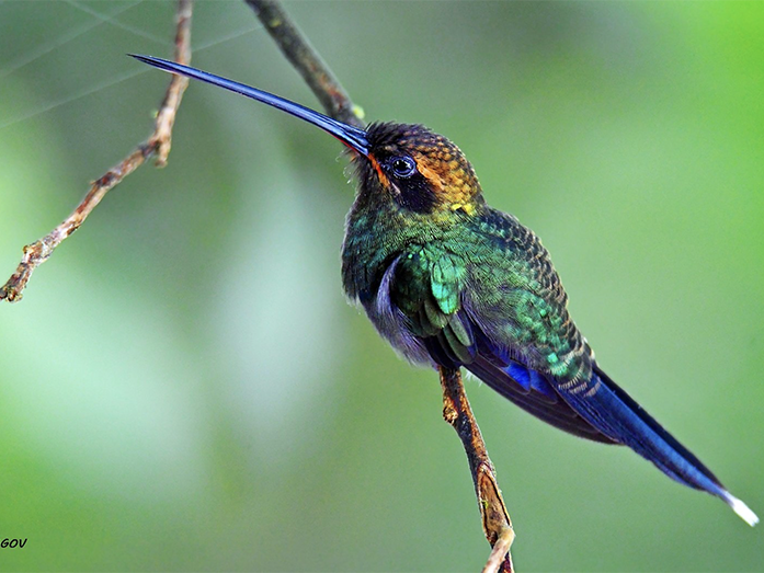 White-whiskered Hummingbird, Ermitaño del Pacífico, Phaethornis yaruqui