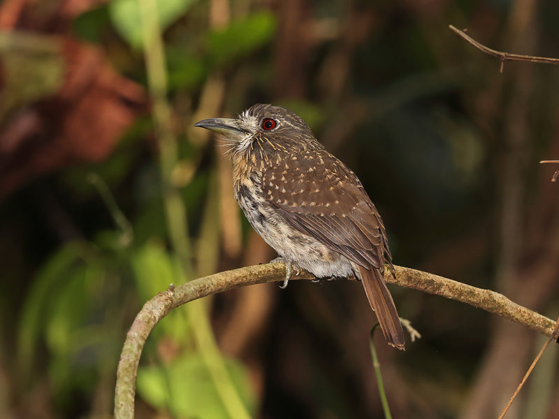 White-whiskered Puffbird, Melacoptila panamensis, Bigotudo Dormilón