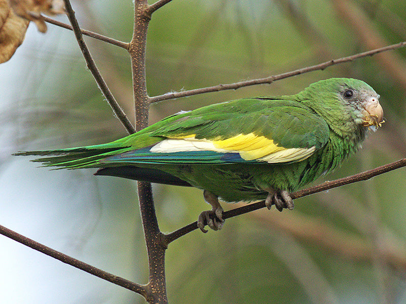 White-winged Parakeet, Brotogeris versicolurus, Periquito Aliblanco