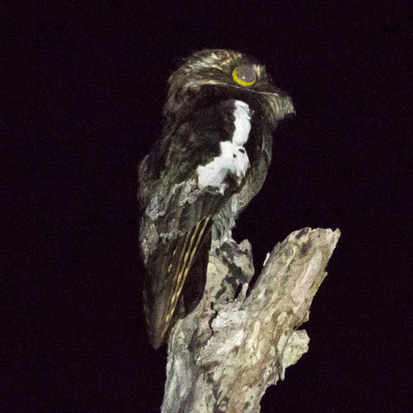 White-winged Potoo, Biemparado Aliblanco, Nyctibius leucopterus