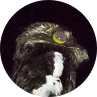 White-winged Potoo, Biemparado Aliblanco