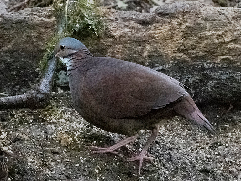 White-throated Quail-dove, Zentrygon frenata, Paloma-perdiz