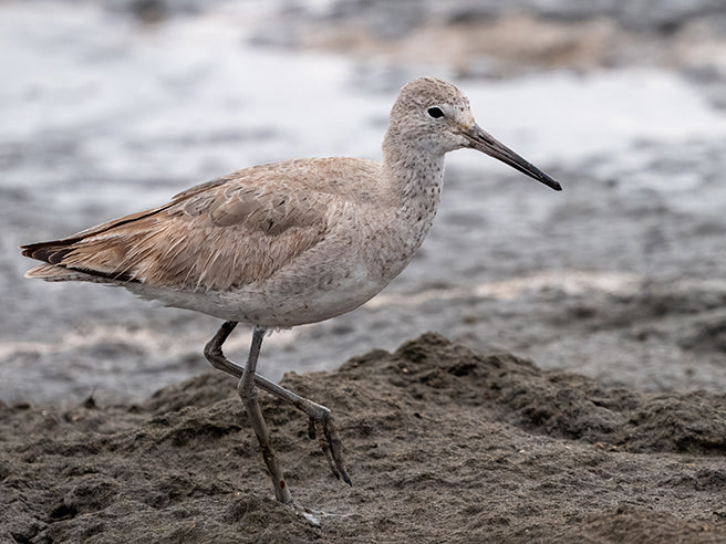 Willet, Tringa semipalmata, Playero Aliblanco