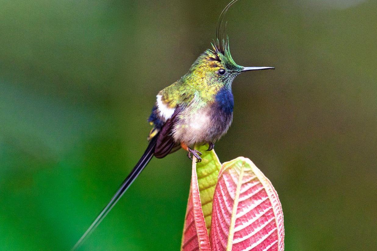 Wire-crested Thorntail, Discosura popelairii, Cola-de-lira Guamero