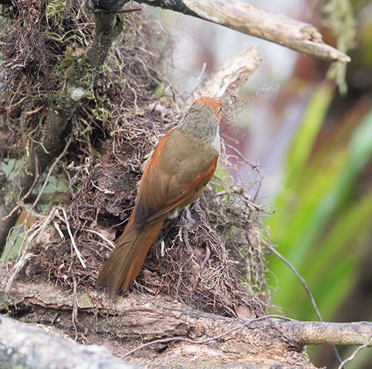 wood creeper, passeriformes,furnariidae