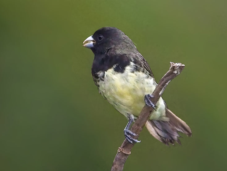 Yellow-bellied seedeater, Sporophila nigricolis, Espiguero Capuchino