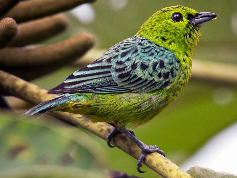 Yellow-bellied Tanager, Ixothraupis xanthogastra, Tangará Buchiamarilla