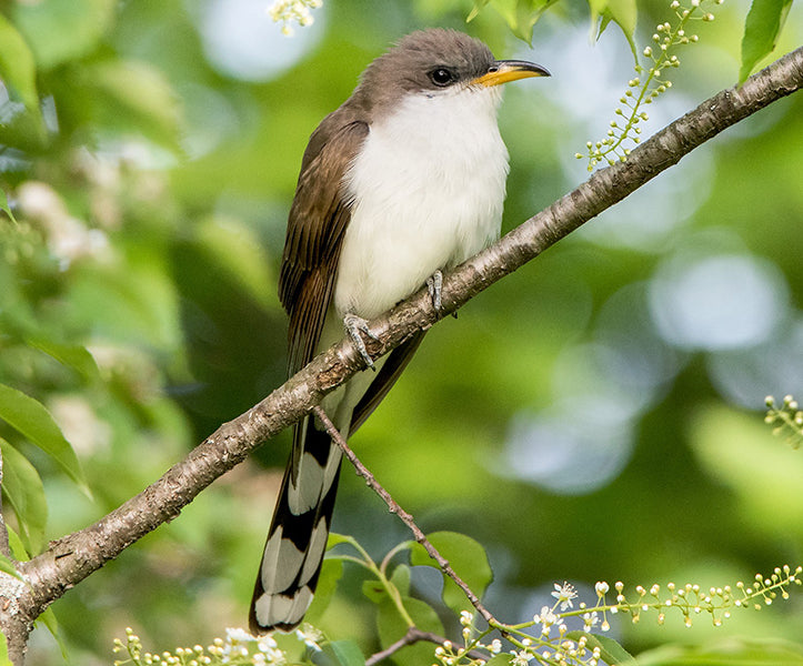 Yellow-billed Cuckoo, Coccyzus americanus, Cuco Americano