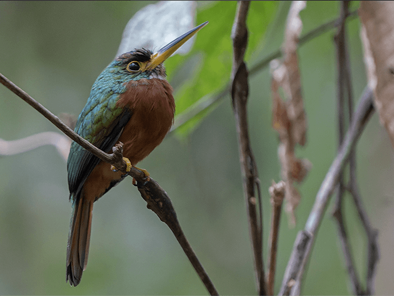Yellow-billed Jacamar, Galbula albirostris, Jacamar Piquidorado