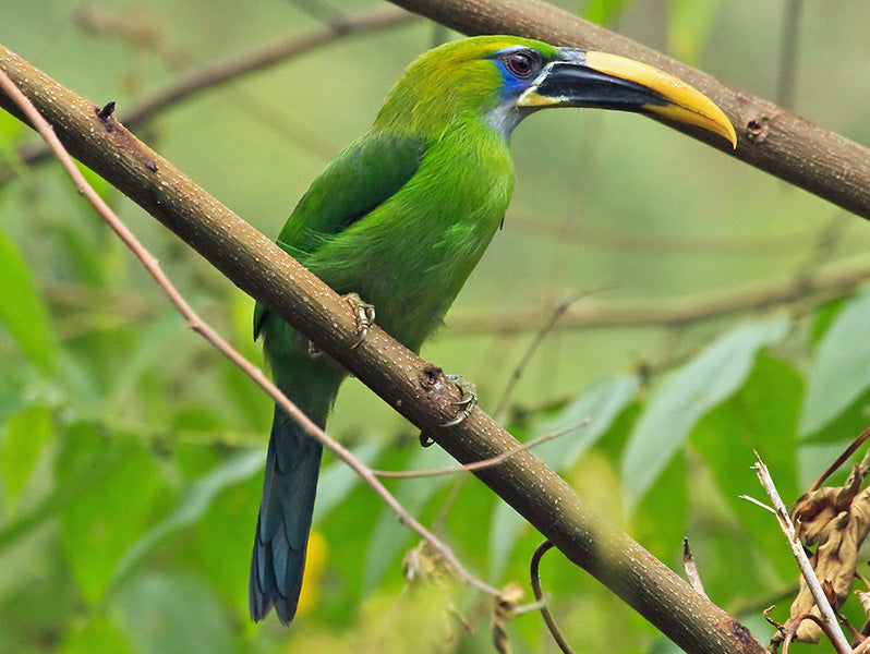 Yellow-billed Toucanet, Aulacorhynchus (sulcatus) calorhynchus, Tucancito Verde