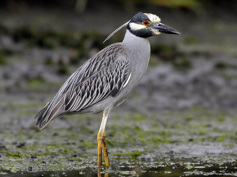 Yellow-crowned Night-heron, Nyctanassa violacea, Guaco Manglero