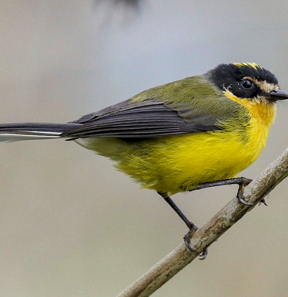 Yellow-crowned Redstart, Myioborus flavivertex,  Abanico Colombiano