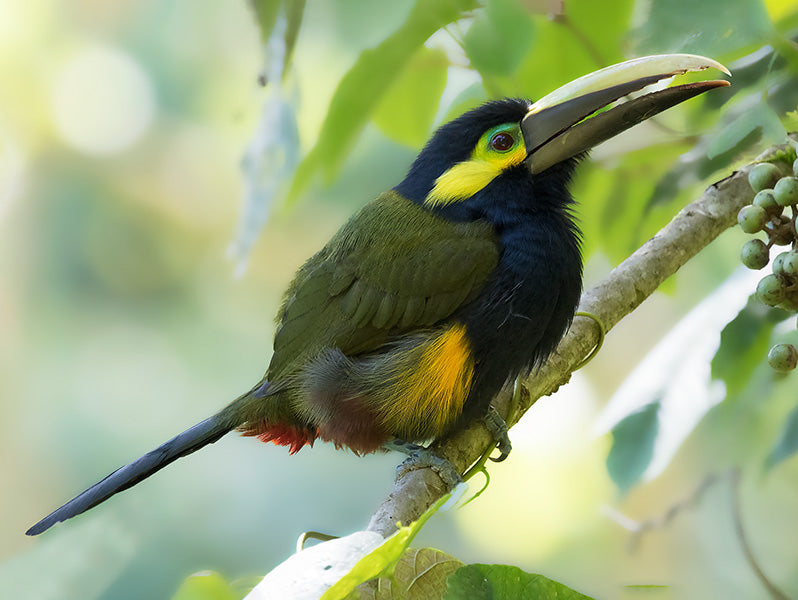 Yellow-eared Toucanet