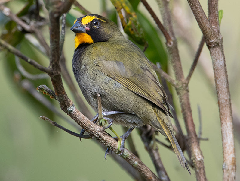 Yellow-faced Grassquit, Tiaris olivaceus, Semillero Cariamarillo