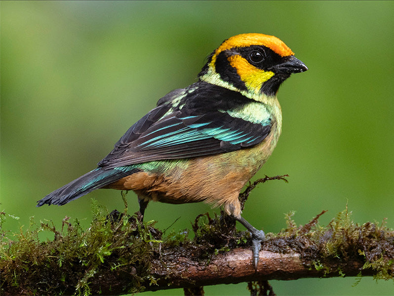 Yellow-faced Tanager, Tangara (parzudakii) lunigera, Tangará Rubicunda