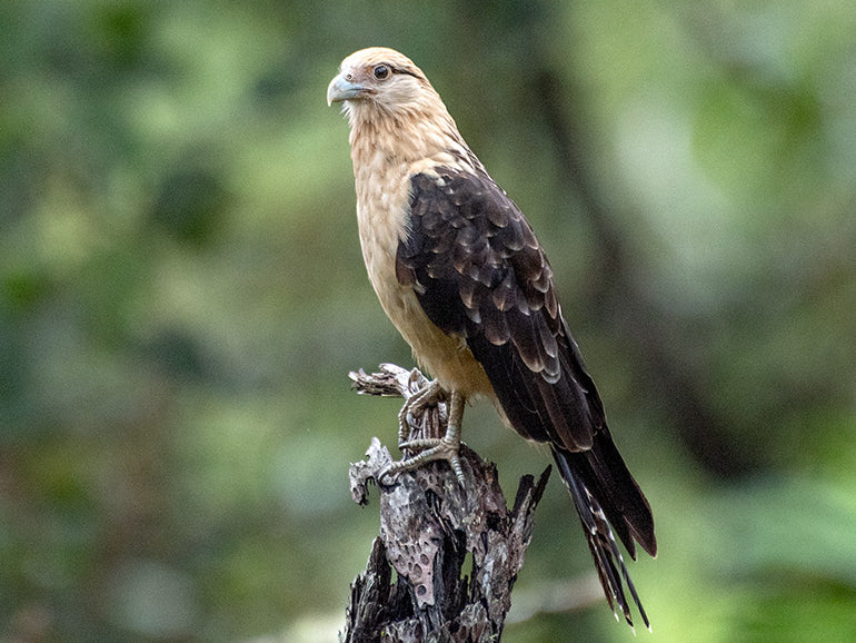 Yellow-headed Caracara, Milvago chimachima, Pigua