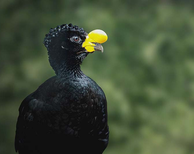 Yellow-knobbed curassow, Paujil Moquiamarillo, Crax daubentoni