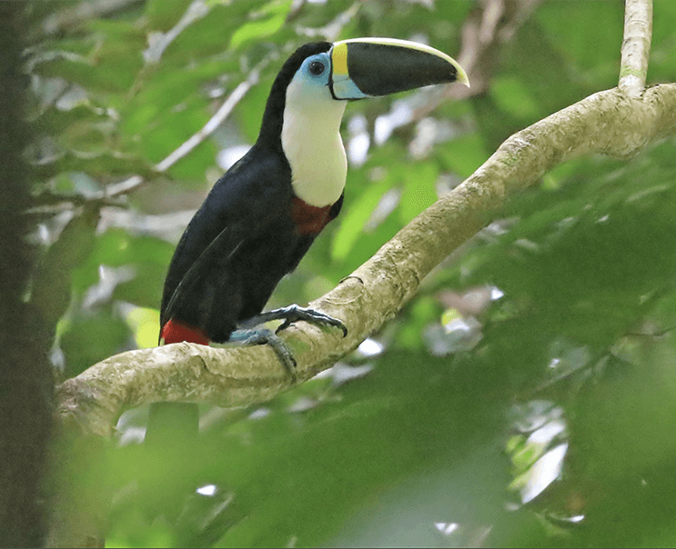 Yellow-ridge Toucan, Ramphastos (vitellinus) culminatus, Tucán Pechiblanco