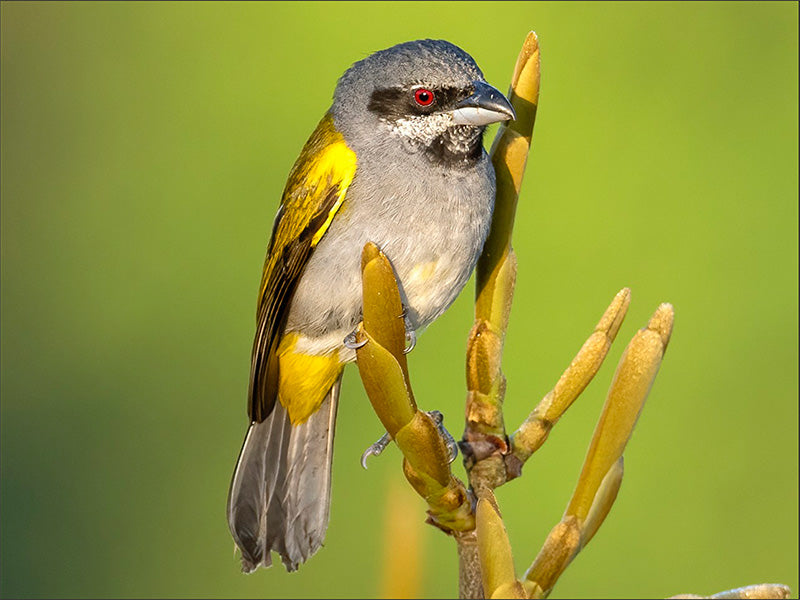 Yellow-shouldered Grossbea, Parkerthraustes humerals, Picogordo Verdeamarillo