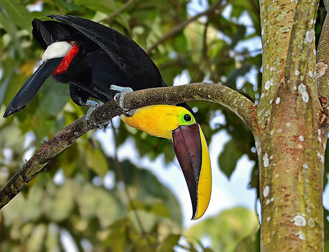 Yellow-throated Toucan, Tucán Pechiamarillo, Ramphastos ambiguus