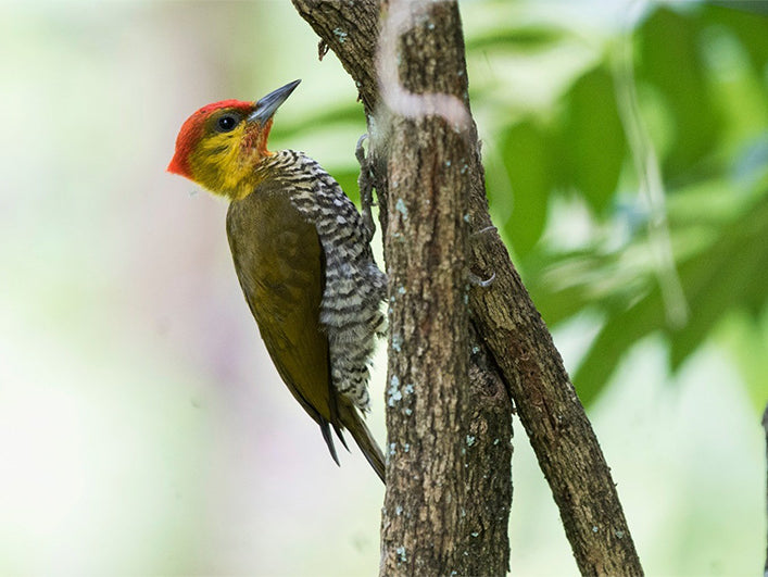 Yellow-throated Woodpecker, Piculus flavigula, Carpintero Cariamarillo