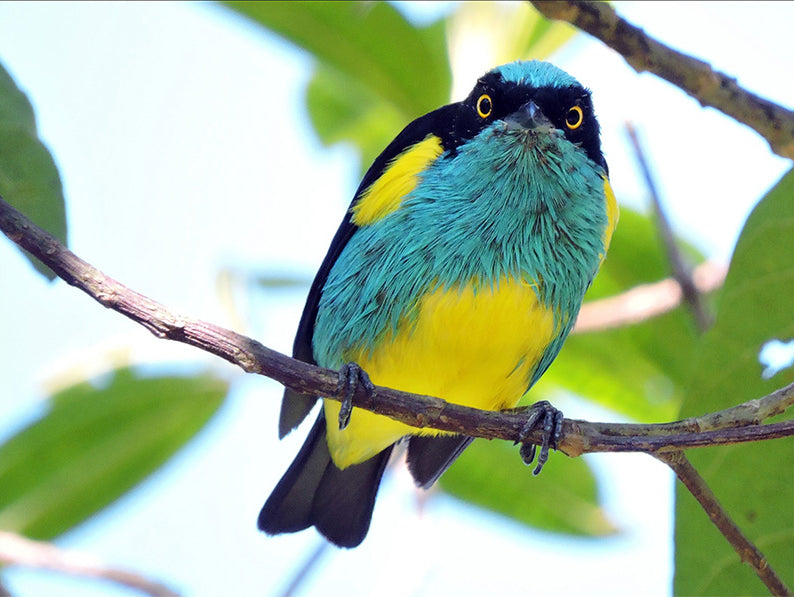 Female Yellow-tufted Dacnis, Dacnis egregia, Dacnis Mechiamarilla